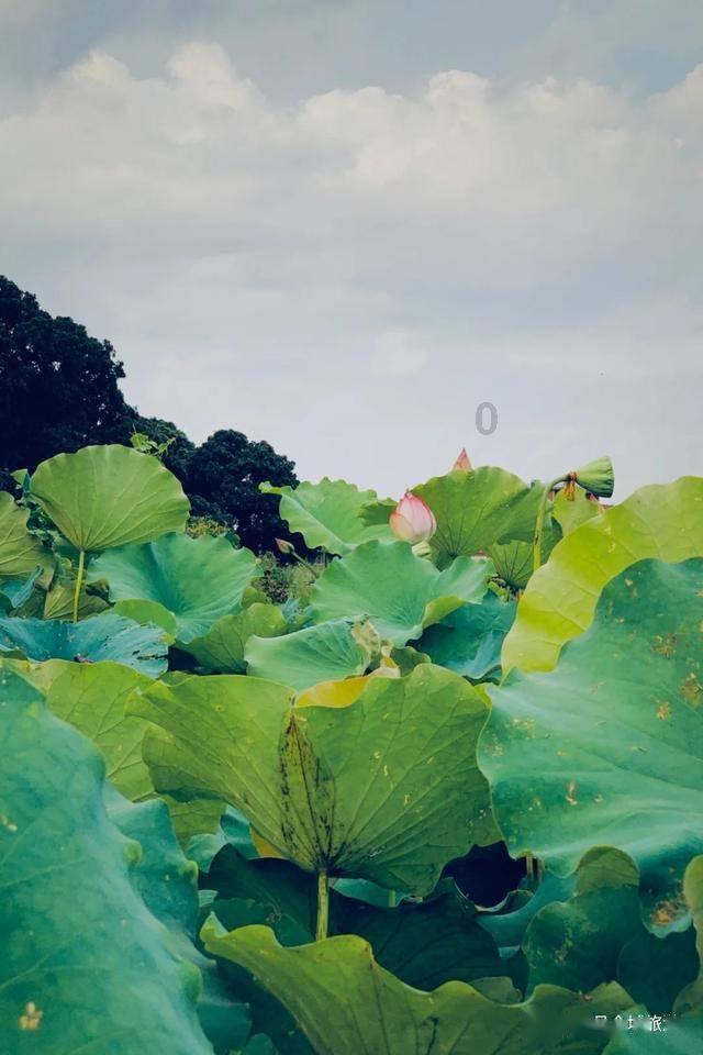 玛丽皇后的时装